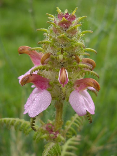 Pedicularis superba photo